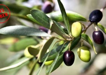 ÇOK YAKINDA: Zeytin Baronu!